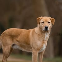 RIO, chien à adopter