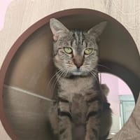 KAL, chat à adopter