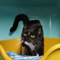 lovegood, chatte à adopter