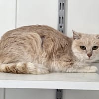 Pomme, chatte à adopter
