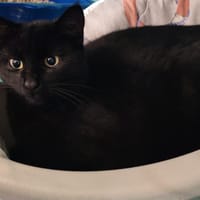 EZRA, chatte à adopter