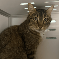 moustik, chat à adopter