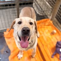 LOUKI, chien à adopter