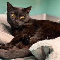 Flepsy CAB5057, chat à adopter