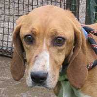 SAMBA, chienne à adopter