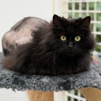 Rosy CAB5171, chatte à adopter