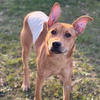 Doris CAA14745, chienne à adopter