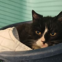 MUNDUCK, chat à adopter