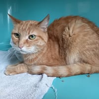 MALLOW C, chat à adopter