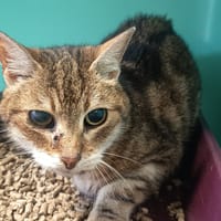 LUT C, chatte à adopter