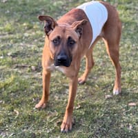 Celia CAA14743, chienne à adopter