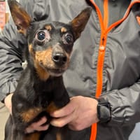 PUNCHY, chien à adopter