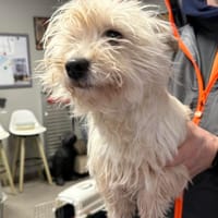 STELLA, chienne à adopter