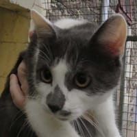 WAZE, chat à adopter