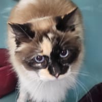 PRALINE C, chatte à adopter