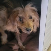 Senseo, chienne à adopter