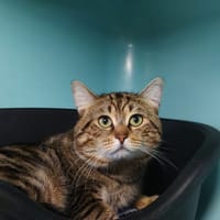 Tartine, chat à adopter