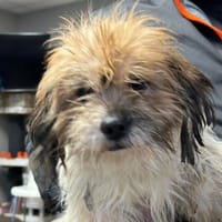 ALICIA, chienne à adopter