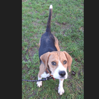 URUS, chien à adopter