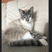 ARLY, chat à adopter