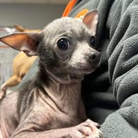 MARCUS, chien à adopter