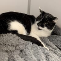 diego, chat à adopter
