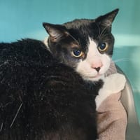 MAESTRO dit LOLO, chat à adopter