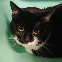 COMET, chat à adopter