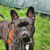 SYRIUS, chien à adopter