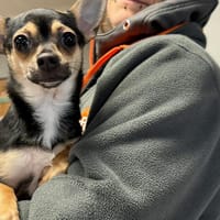 ROSE, chienne à adopter