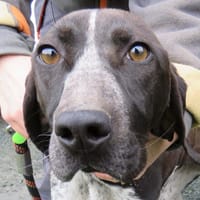 RUMBA, chienne à adopter