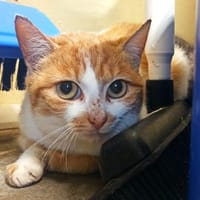 Chaïa, chatte à adopter