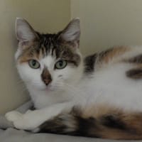 PAB28518 SAKSA, chatte à adopter