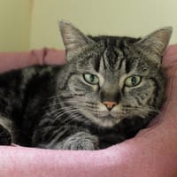 Misty pab28496, chatte à adopter