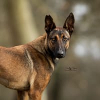 Maya, chienne à adopter