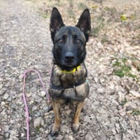 UROS, chien à adopter