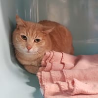 NOISETTE CT, chat à adopter