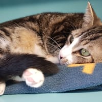 CACAO CT, chat à adopter