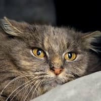 Frutti, chatte à adopter