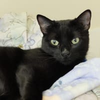 PICTORETTE PAB28424, chatte à adopter