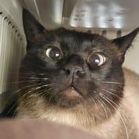 ULUWATU QCT, chat à adopter