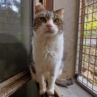 Fiston, chat à adopter