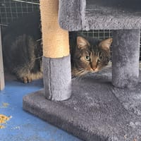NOISETTE, chat à adopter