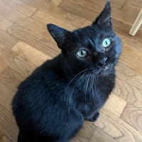 VERLAINE, chat à adopter