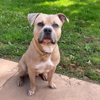 Phyto PAA23007, chien à adopter