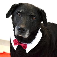 BIANCA, chienne à adopter