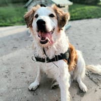 Brak PAA23056, chien à adopter