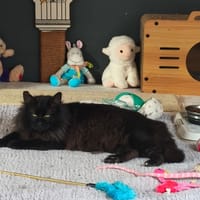 DARON, chat à adopter