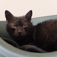 MICKY Pab26362, chat à adopter