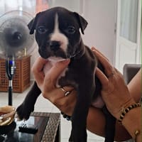 Bria, je suis encore un bébé, chienne à adopter
